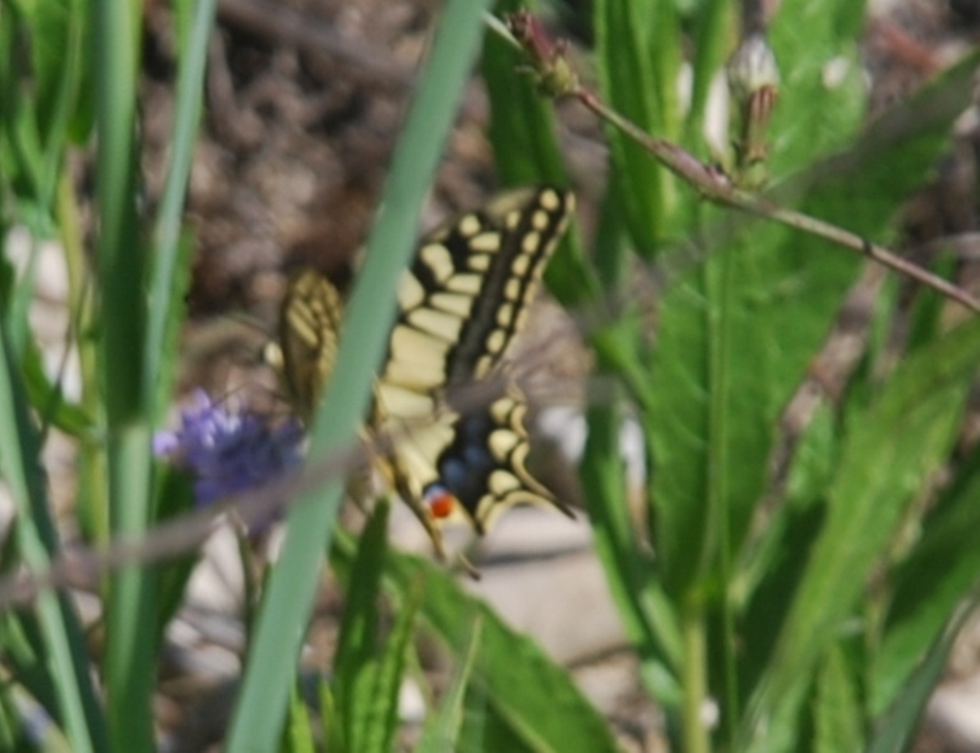 Papilio machaon???